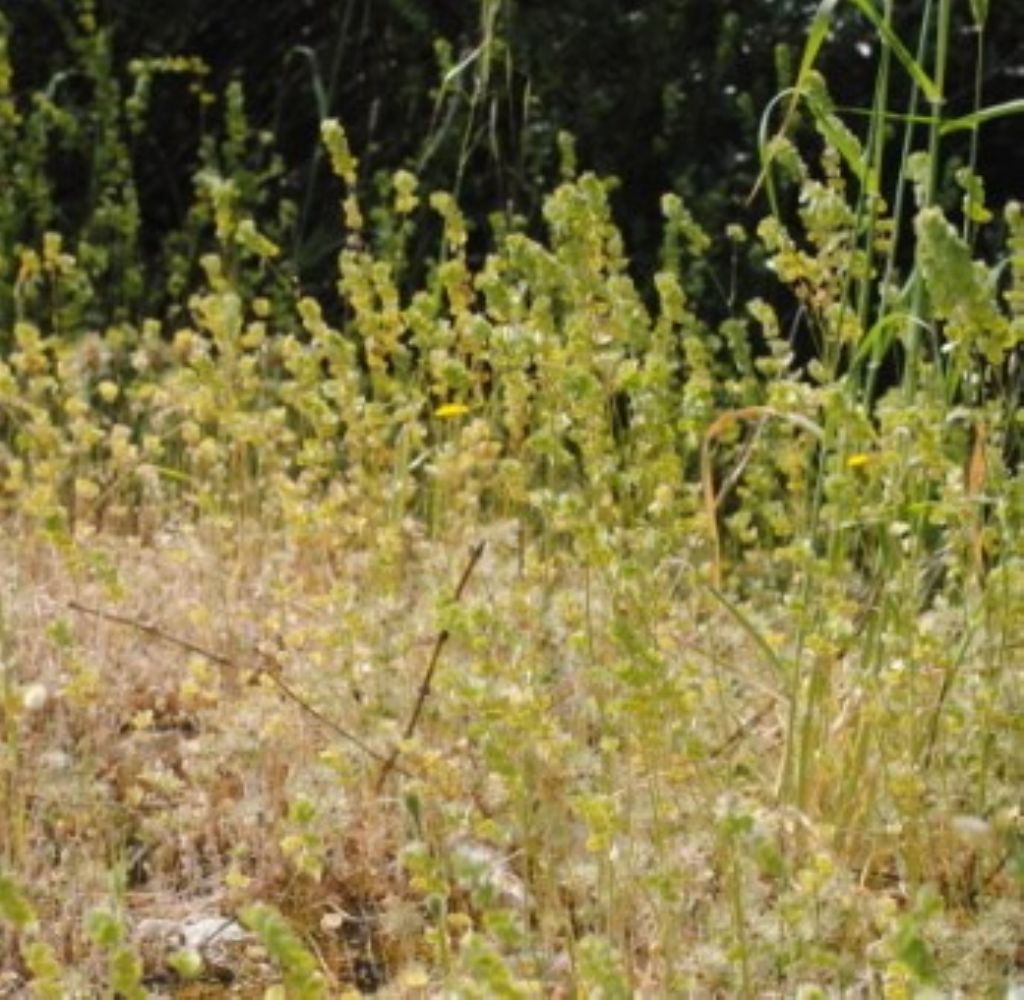 Biscutella maritima? S